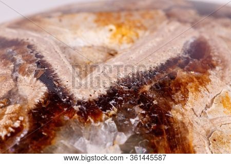 Macro Mineral Stone Simbirzit And Septaria On White Background
