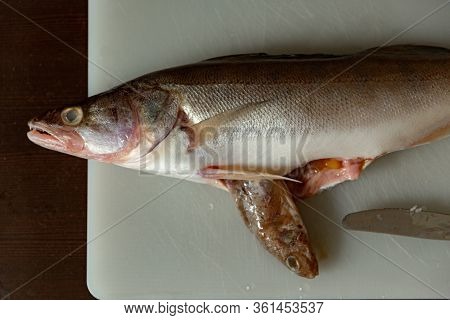 Predatory Freshwater Perch On A Cutting Board, Fish Sticking Out Of Its Belly