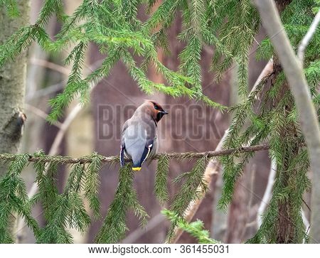 On The Spruce Branch Sits A Waxwing. The Bird Turned Its Head To The Right And Is Looking Out For So