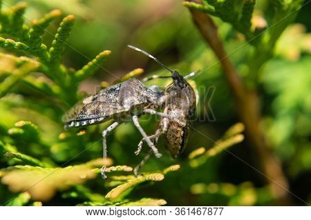 The Grey Garden Bug Called Raphigaster Nebulosa