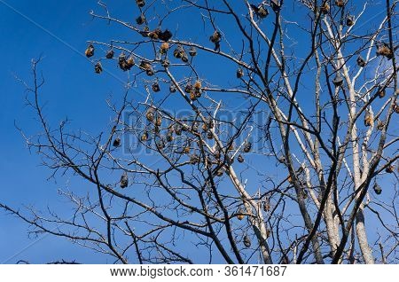 Grey-headed Flying Fox Colony On A Bare Eucalyptus Tree With Blue Sky On The Background. Pteropus Po