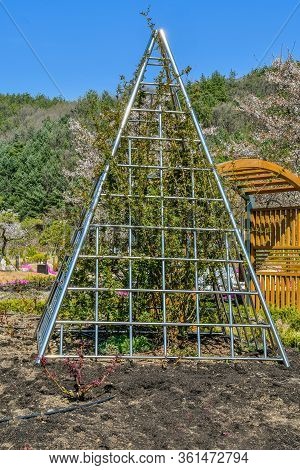 Pyramid Shaped Metal Flower Trellis With Growing Green Flower Bush In Rural Public Park.