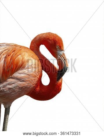 Head, Neck, And Chest Of A Flamingo Bird Isolated Over White Background.