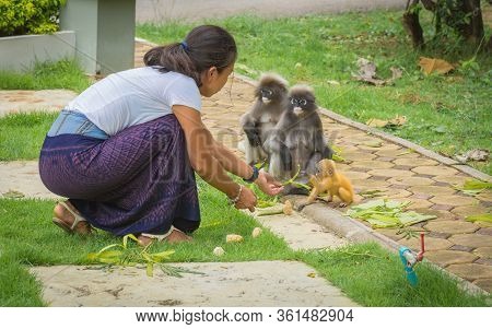Woman In Sarong , Kneeling Down, Looking At And Feeding Adult And Baby Dusky Monkeys In Lommuak Thai