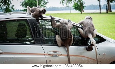 Three Dusky Monkees Sitting On Car And Looking Inside In Lommuak Thailand