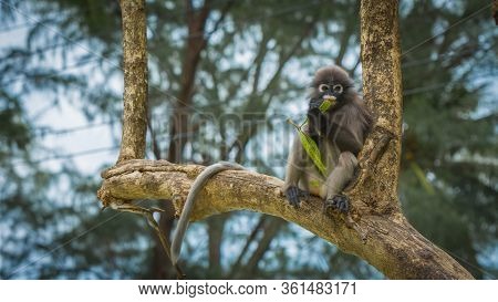 Dusky Monkey Sitting In The Trees With Tail Hanging In Lommuak, Thailand