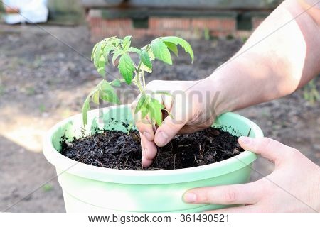 Farmer's Hand Planting Tomato Seedlings. Seedling Tomatoes In The Hand. Hand Holding Young Seedlings