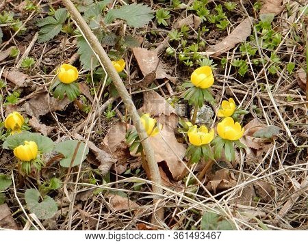 Spring Bright Yellow Joyful Spring Eranthis On A Blurred Background Of The Spring Garden