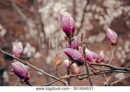 Beautiful Closed Pink Magnolia Flowers On Tree Branches