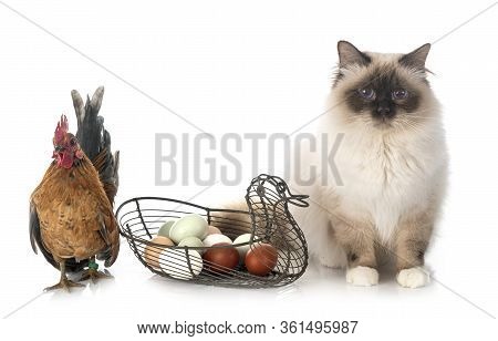 Malaysian Serama And Birman Cat In Front Of White Background