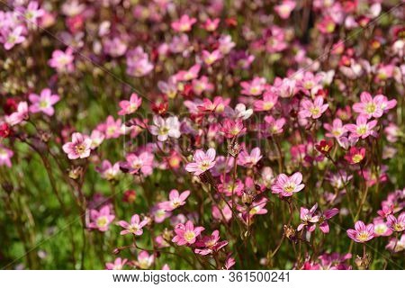 Saxifrage Arendsii Hybrids - Latin Name - Saxifraga X Arendsii