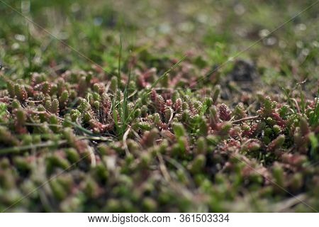 Small Sping Flovers In Grass, Blurred Background. Sping Minimal Concept. Womens Day, Mothers Day. Na