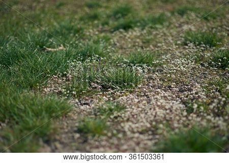 Small Sping Flovers In Grass, Blurred Background. Sping Minimal Concept. Womens Day, Mothers Day. Na