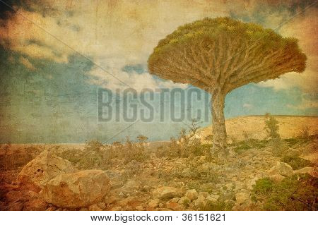 Imagem vintage de dragoeiros Dixam planalto, ilha de Socotorá, Iémen.