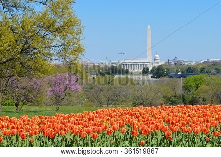 Springtime in Washington DC - Washington DC skyline with major monuments background and tulips foreground - Washington DC, United States of America