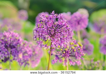 Fleurs violettes