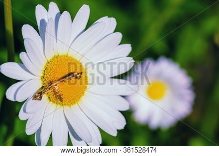 Yellow Flower Of Spring. Coltsfoot Flower. Spring Yellow Flower Mother And Stepmother.