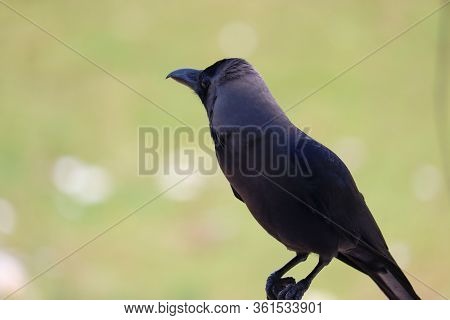 Close Up Of A Male House Crow Bird Resting In Summer, House Crow (corvus Splendens) Image, Black Bir