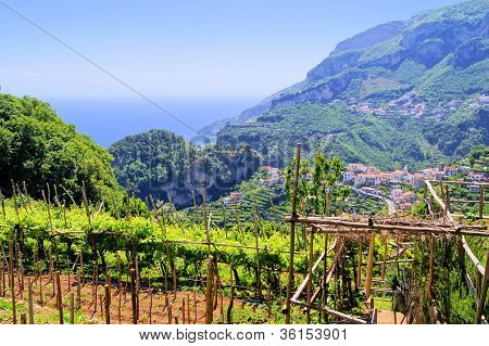 Italialaisille viinitarhoille