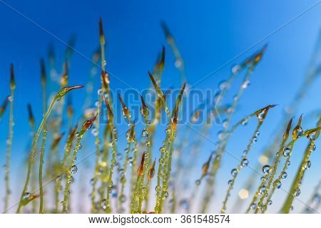 Extreme close up shot of fresh moss growth with water drops created  multiple images using focus stack 
techniques