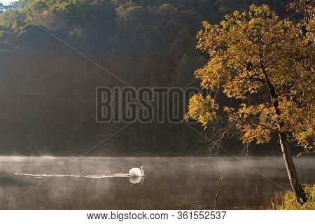 White Swan Floating In Pang Ung Lake During Morning Sunlight, Pang Ung At Mae Hong Son Province, Nor