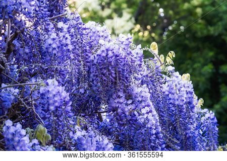 Trailling Purple Wisteria Vine Flowers In Full Bloom Against A Backdrop Of Green Foliage
