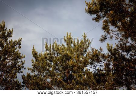 Storm Clouds Over The Tips Of Pine Trees In Forest