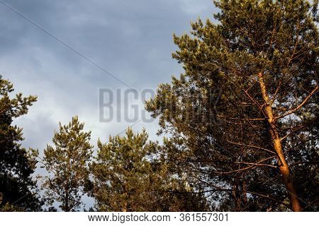Storm Clouds Over The Tips Of Pine Trees In Forest