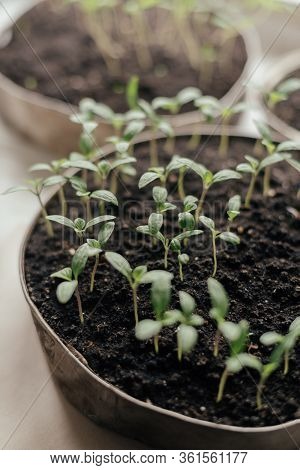 Young Fresh Seedling Stands In Plastic Pots On The Window. Tomato Plantation. Cultivation Of Tomato 