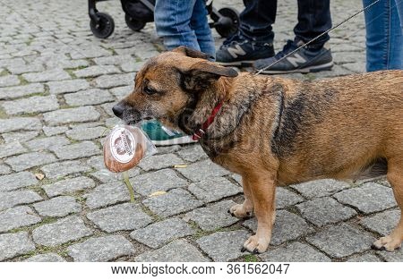 Wroclaw, Poland -  September 8 2019: Dog  Parade Hau Are You?: Upset Mongrel Dog Keeps Cookies In Hi
