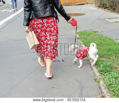 Wroclaw, Poland -  September 8 2019: Dog  Parade Hau Are You? Maltese Lapdog Is Walking On A Leash I