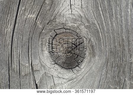 Cut Wood Knot Wooden Board With Cut Knot
