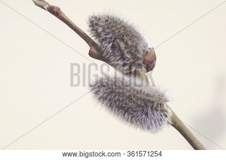 Willow Bud On A Tree Trunk Photo