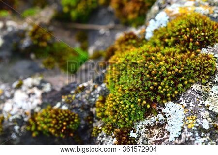 Tortula Muralis, Polytrichum And Caloplaca Thallincola Mosses On The Rock.