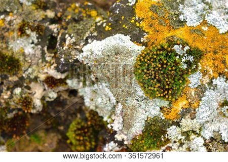 Tortula Muralis, Polytrichum And Caloplaca Thallincola Mosses On The Rock.
