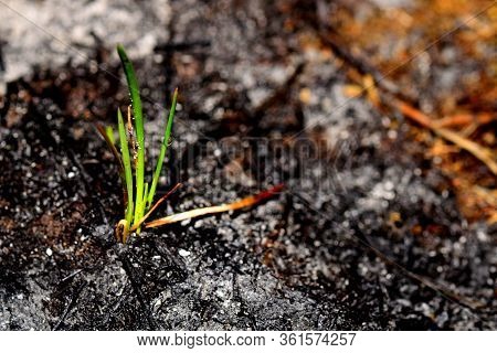 Sprout Rises Over Burnt Ground. Grass Ash After Arson. Recovery After Massive Crysis. Future Resurre