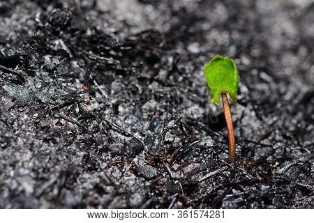 Sprout Rises Over Burnt Ground. Grass Ash After Arson. Recovery After Massive Crysis. Future Resurre