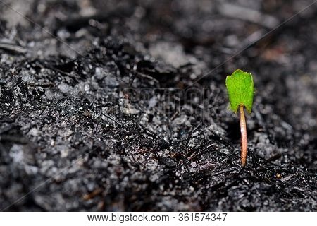 Sprout Rises Over Burnt Ground. Grass Ash After Arson. Recovery After Massive Crysis. Future Resurre