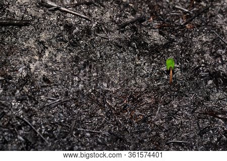 Sprout Rises Over Burnt Ground. Grass Ash After Arson. Recovery After Massive Crysis. Future Resurre