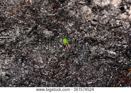 Sprout Rises Over Burnt Ground. Grass Ash After Arson. Recovery After Massive Crysis. Future Resurre
