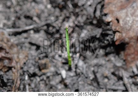 Sprout Rises Over Burnt Ground. Grass Ash After Arson. Recovery After Massive Crysis. Future Resurre