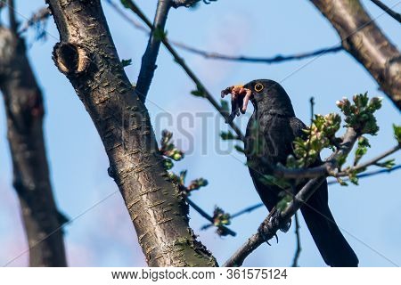 The Common Starling (sturnus Vulgaris), Also Known As The European Starling, Or In The British Isles