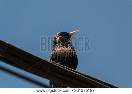 The Common Starling (sturnus Vulgaris), Also Known As The European Starling, Or In The British Isles
