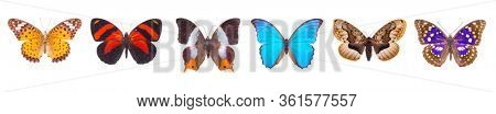 Set of beautiful and colorful butterflies isolated on white.