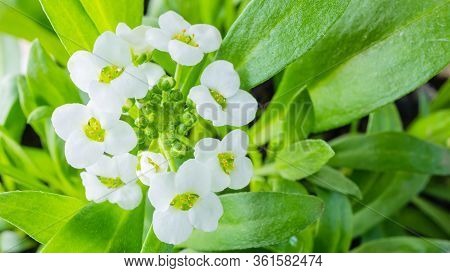 Macro White Flower Alyssum (lobularia Maritima). Soft Focus And Blurry Light Background, Copy Space.