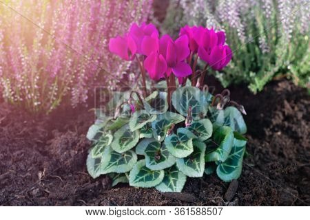 Just Planted Bright Magenta Colored Cyclamen Flowers With Green Leaves In The Ground.decoration Flow