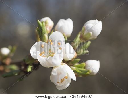 Close Up Beautiful Macro Blooming White Apple Blossom Bud Flower Twing With Leaves, Selective Focus,