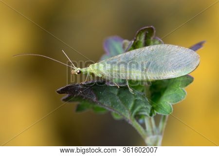 Lacewing Chrysopa Perla, Biological Control Of Agriculture Pests Aphids