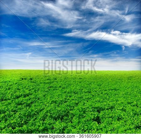 Beautiful green clower grass and sky