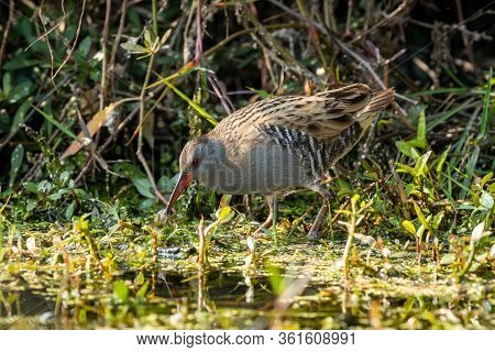 Water Rail Or Rallus Aquaticus A Winter Migratory Bird In Wetland Of Keoladeo National Park Or Bhara